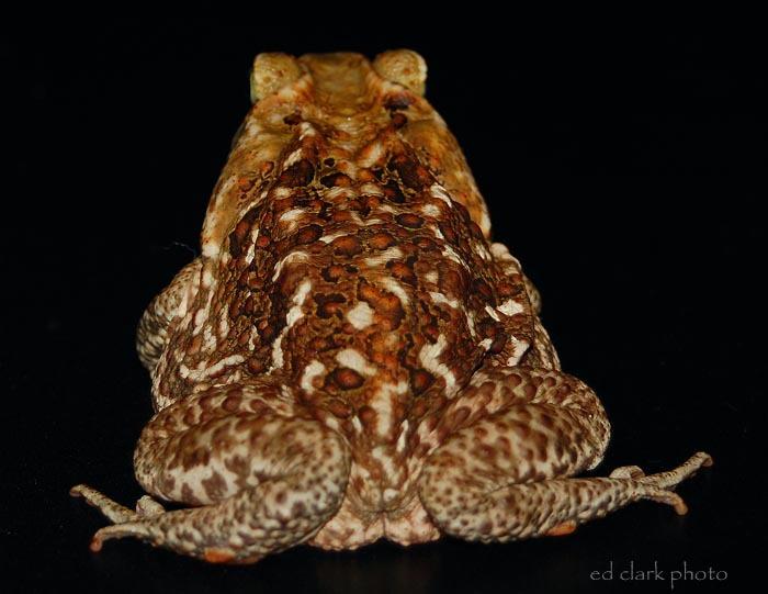 Bufo marinus (Rhinella marina)  Cane Toad13.jpg